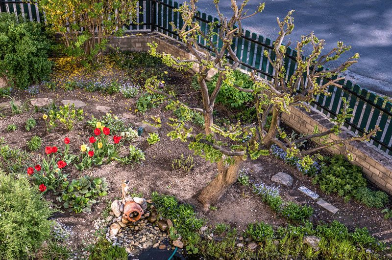 Frühling in unserem Vorgarten - 1. Mai 2021 - Foto: JoSt © 2022